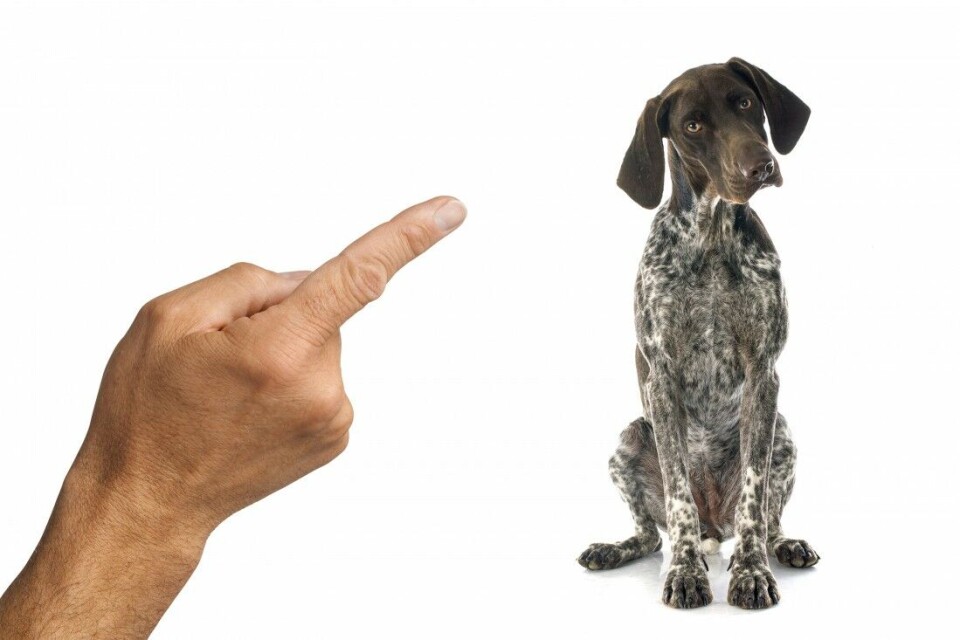 Hva er lovlig hunderessur?