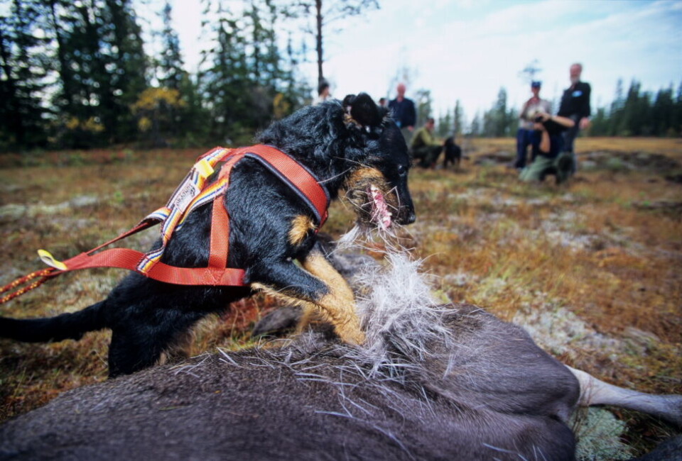 Bukkejakta er like om hjørnet. Husk ettersøksavtale dersom du selv ikke har en godkjent hund.FOTO. DAG H. KALRSEN Bukkejakta er like om hjørnet. Husk ettersøksavtale dersom du selv ikke har en godkjent hund.FOTO. DAG H. KALRSEN