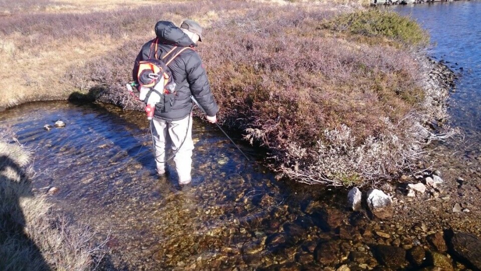 El-fiske i bekker er ofte veldig effektivt, dersom målet er å redusere El-fiske i bekker er ofte veldig effektivt, dersom målet er å redusere
