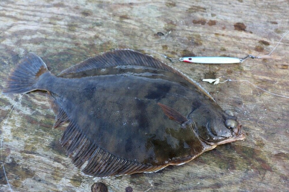 En sildesluk med et lite slep, en enkeltkrok og en liten agnbit i enden er ofte det eneste som skal til for å få fisk i sjøen. Enklere blir det ikke. En sildesluk med et lite slep, en enkeltkrok og en liten agnbit i enden er ofte det eneste som skal til for å få fisk i sjøen. Enklere blir det ikke.