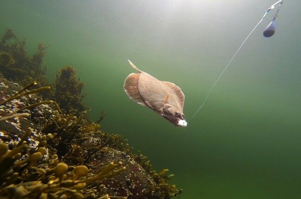 Livet under vann har alltid fascinert mennesket, og slik må vi passe på at det blir også i framtiden. Livet under vann har alltid fascinert mennesket, og slik må vi passe på at det blir også i framtiden.
