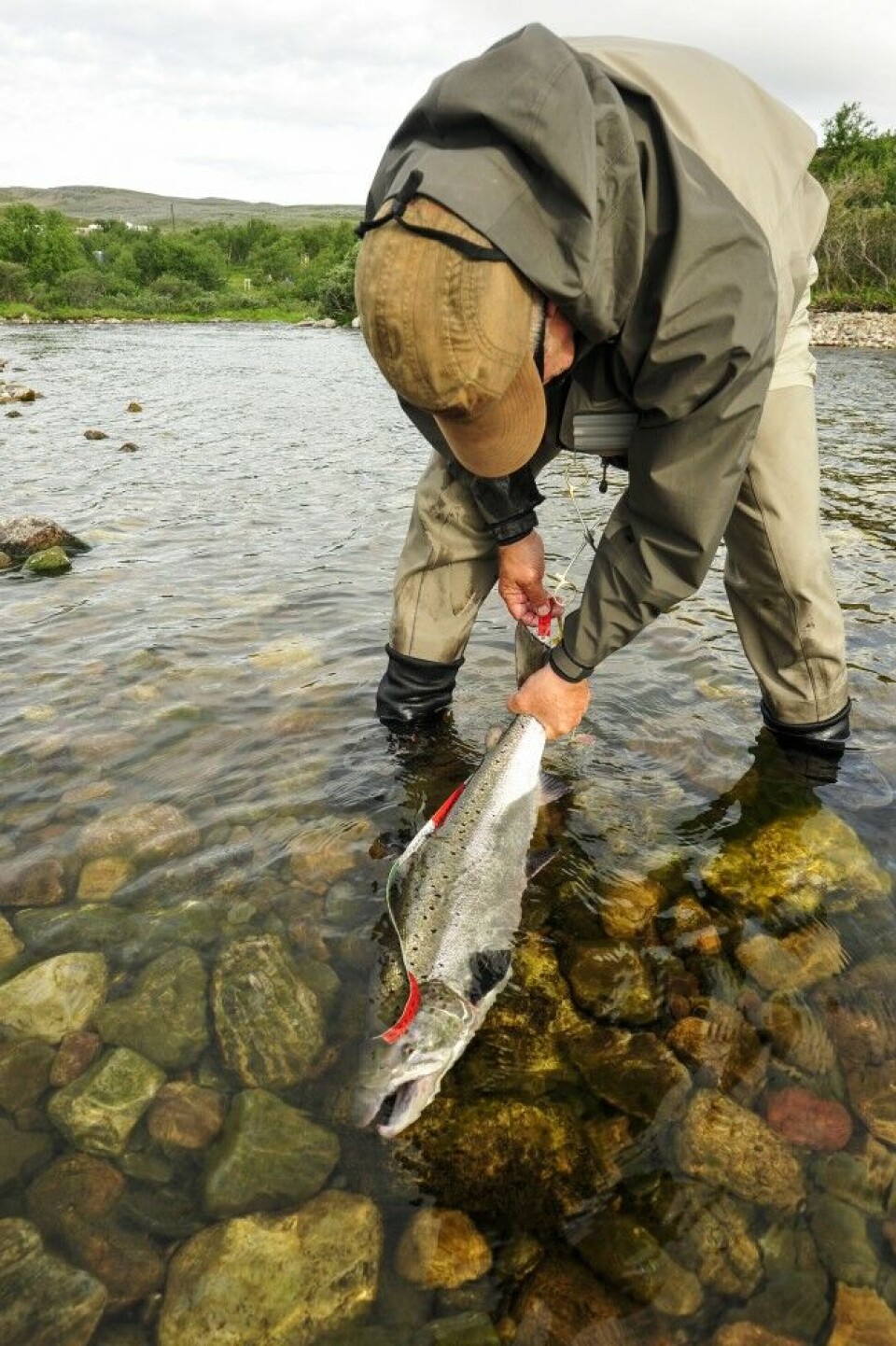 Gjenutsetting bidrar til at man oppnår gytebestandsmålet i den enkelte elv. Denne ble målt til 80 cm og fikk friheten tilbake i Kongsfjordelva i Øst-Finnmark. Gjenutsetting bidrar til at man oppnår gytebestandsmålet i den enkelte elv. Denne ble målt til 80 cm og fikk friheten tilbake i Kongsfjordelva i Øst-Finnmark.