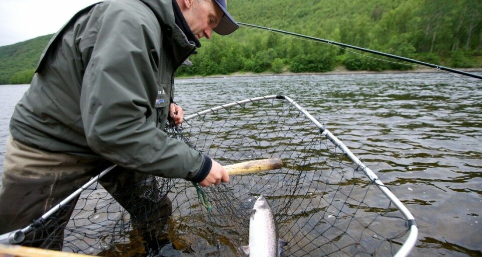 Hendelsesforløpet, med kjøring og uttretting av laksen før den ligger i håven, er identisk, enten man som her avliver fisken, eller setter den ut igjen. Artikkelforfatteren etterlyser en forklaring på hvordan man beskytter en død laks mot fare og unødige påkjenninger. Hendelsesforløpet, med kjøring og uttretting av laksen før den ligger i håven, er identisk, enten man som her avliver fisken, eller setter den ut igjen. Artikkelforfatteren etterlyser en forklaring på hvordan man beskytter en død laks mot fare og unødige påkjenninger.