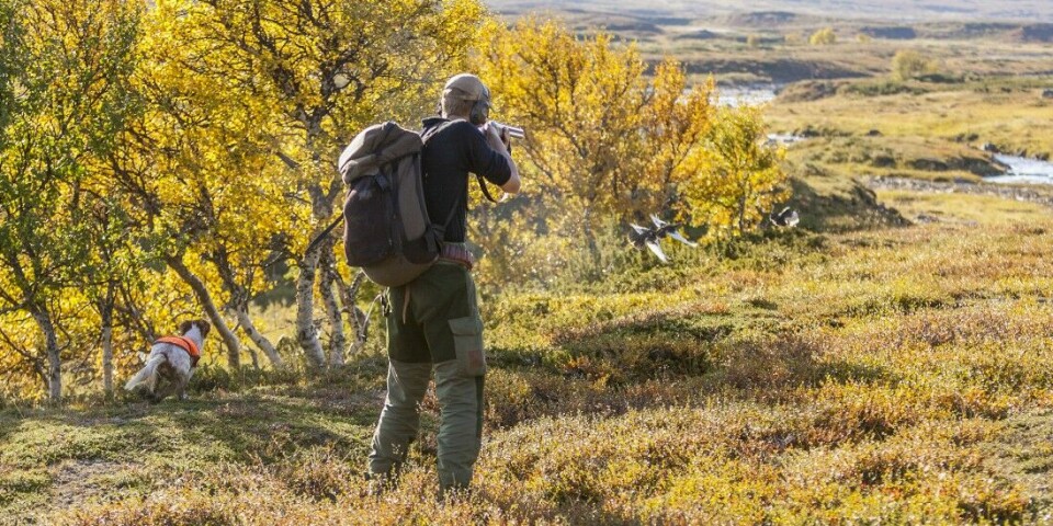 Norsk rypeforskning har dokumentert at et jaktuttak på rundt 15 prosent av høstbestanden er forsvarlig, mens et uttak på 30 prosent av bestanden vil kunne føre til overbeskatning, skriver artikkelforfatterne. Norsk rypeforskning har dokumentert at et jaktuttak på rundt 15 prosent av høstbestanden er forsvarlig, mens et uttak på 30 prosent av bestanden vil kunne føre til overbeskatning, skriver artikkelforfatterne.