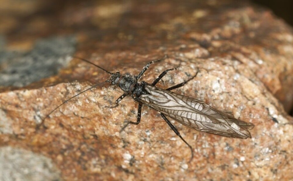 Smått, men livsviktig! Insektene er grunnlaget for svært mye av livet på jorda. Blir de borte, vil mye annet liv gjøre det samme. Her ei steinflue. Smått, men livsviktig! Insektene er grunnlaget for svært mye av livet på jorda. Blir de borte, vil mye annet liv gjøre det samme. Her ei steinflue.