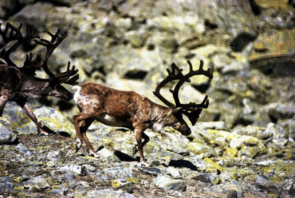 Storbukk under Stiolsberget, Hol. Storbukk under Stiolsberget, Hol.
