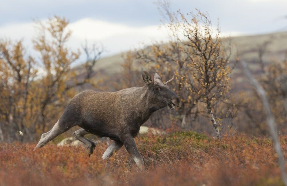 Et sønderskutt hjerte gir et umiddelbart blodtrykksfall med påfølgende bevisstløshet. Et slikt dyr kan i beste fall forflytte seg noen titalls meter om det var i stor fart i skuddøyeblikket, påpeker artikkelforfatterne. Et sønderskutt hjerte gir et umiddelbart blodtrykksfall med påfølgende bevisstløshet. Et slikt dyr kan i beste fall forflytte seg noen titalls meter om det var i stor fart i skuddøyeblikket, påpeker artikkelforfatterne.
