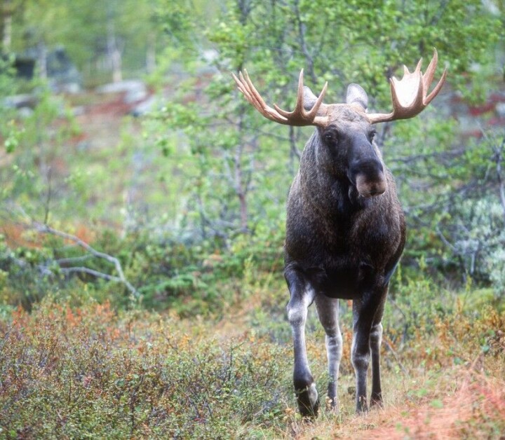 Som man roper i skogen får man svar