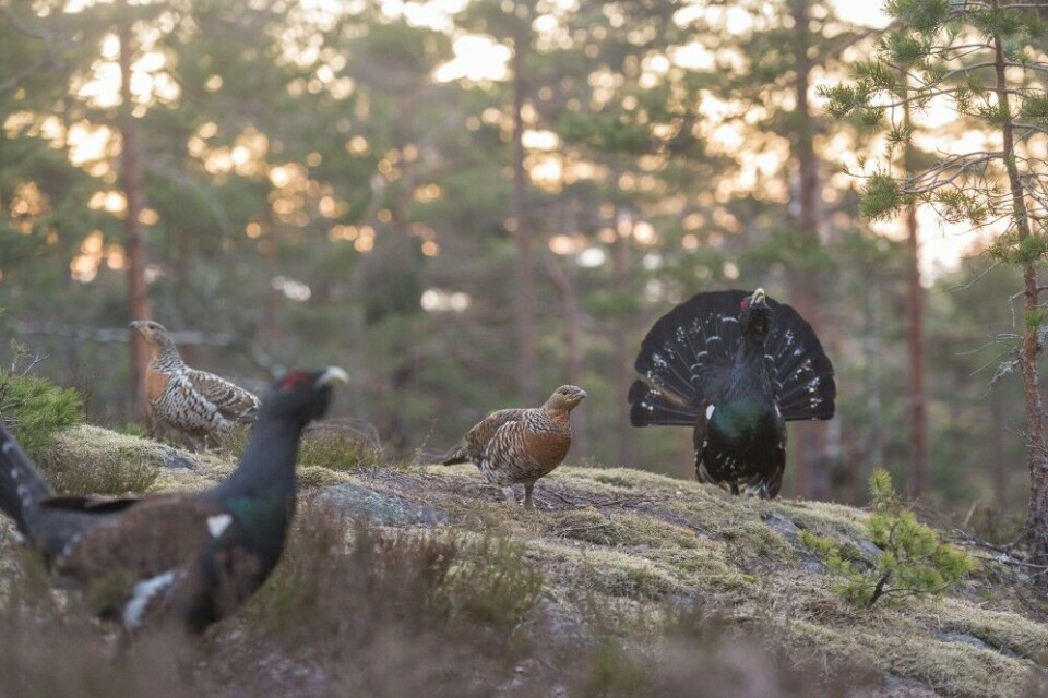Sjefstiuren (t.h.) spankulerer mellom røyene i soloppgangen og brisker seg. Den andre tiuren er alt annet enn fornøyd. Det er duket for oppgjørets time. Sjefstiuren (t.h.) spankulerer mellom røyene i soloppgangen og brisker seg. Den andre tiuren er alt annet enn fornøyd. Det er duket for oppgjørets time.