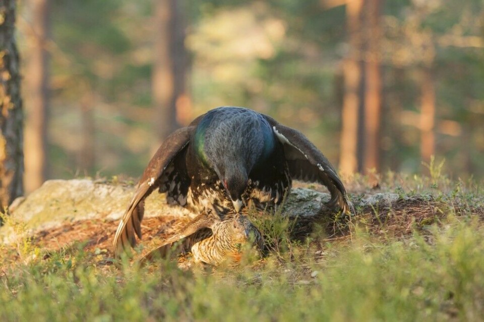 Seierherren kan innkassere belønningen. Seierherren kan innkassere belønningen.