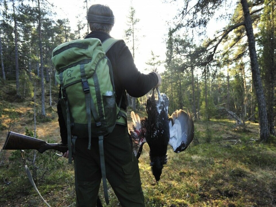Det felles årlig en håndfull tiurer i terrenget. Det felles årlig en håndfull tiurer i terrenget.