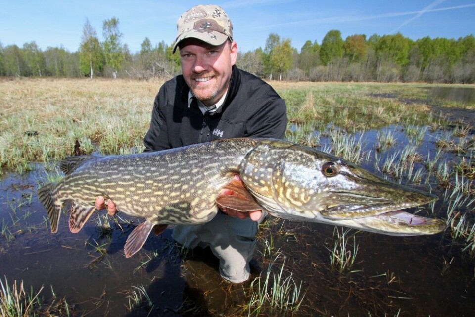 Fotografen med en «ferskvannskrokodille» av den heftige sorten – 11 kg, fordelt på 115 cm. Dette eksemplaret fikk svømme videre etter fotografering. Fotografen med en «ferskvannskrokodille» av den heftige sorten – 11 kg, fordelt på 115 cm. Dette eksemplaret fikk svømme videre etter fotografering.