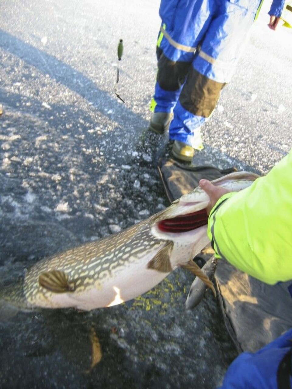 Et gjellelokkgrep med den ene hånda og støtte under buken med den andre, sikrer en trygg landing for både deg og fisken. Et gjellelokkgrep med den ene hånda og støtte under buken med den andre, sikrer en trygg landing for både deg og fisken.