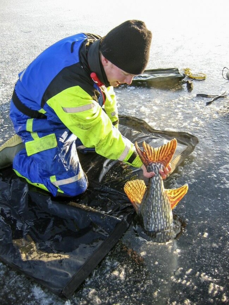 La oppholdet på isen bli så kort som mulig om fisken skal gjenutsettes.
