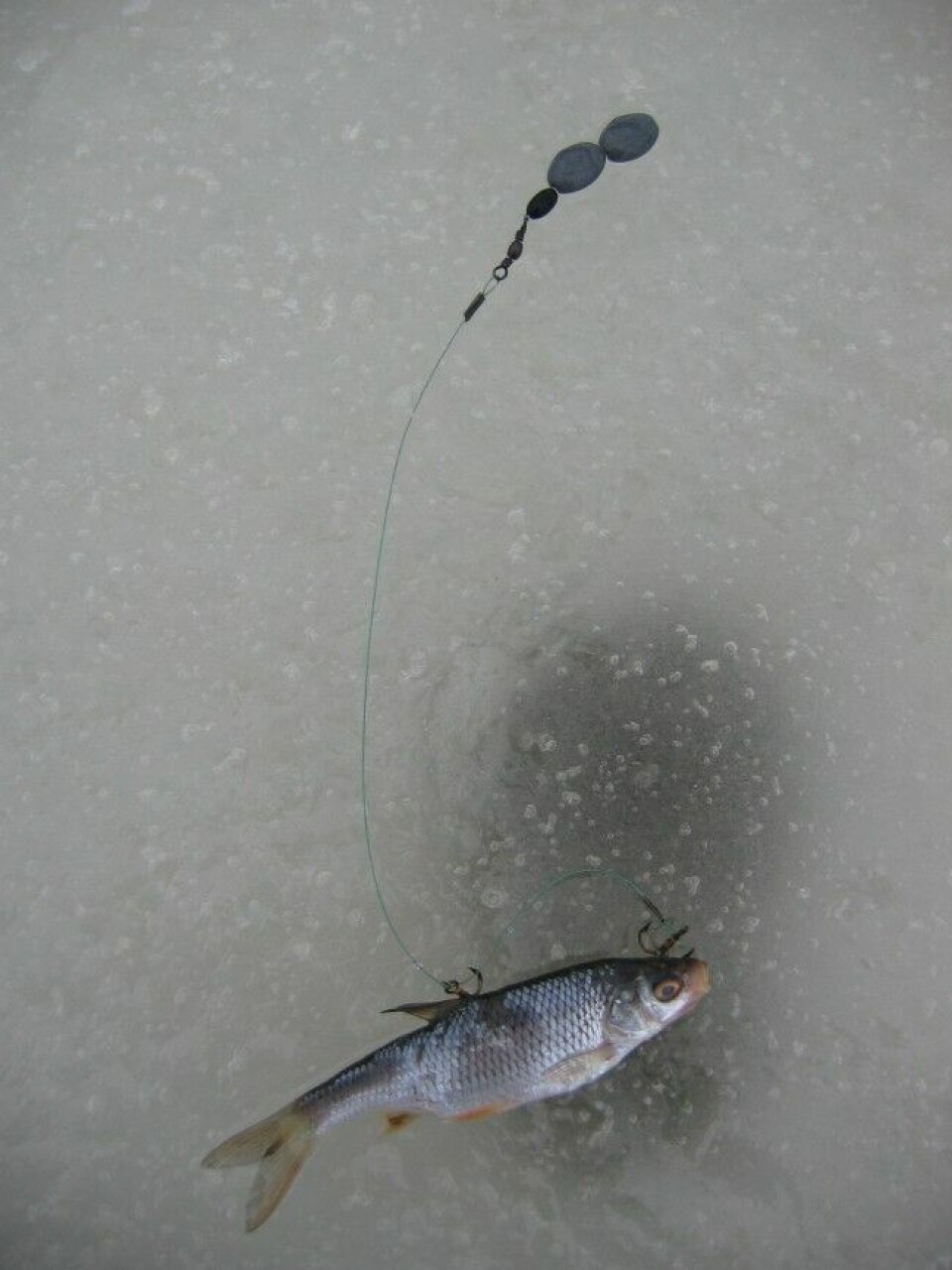 Agnfisken kan du fiske fra isen, men enda enklere er det om du fisker den sommerstid og har et lager klart i fryseboksen når isfiskesesongen starter. Her ser du en enkel gjedderigg.