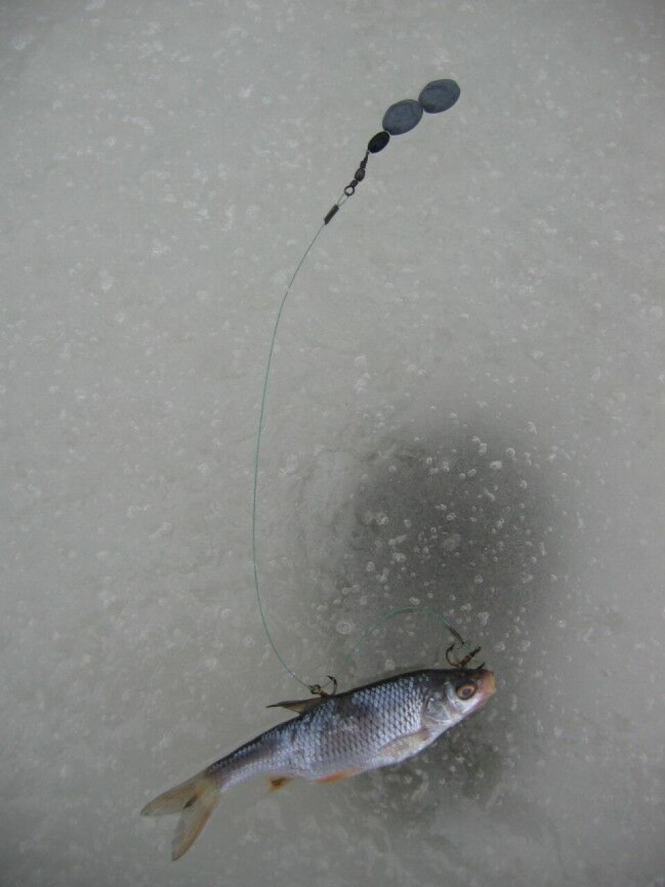 Agnfisken kan du fiske fra isen, men enda enklere er det om du fisker den sommerstid og har et lager klart i fryseboksen når isfiskesesongen starter. Her ser du en enkel gjedderigg. Agnfisken kan du fiske fra isen, men enda enklere er det om du fisker den sommerstid og har et lager klart i fryseboksen når isfiskesesongen starter. Her ser du en enkel gjedderigg.