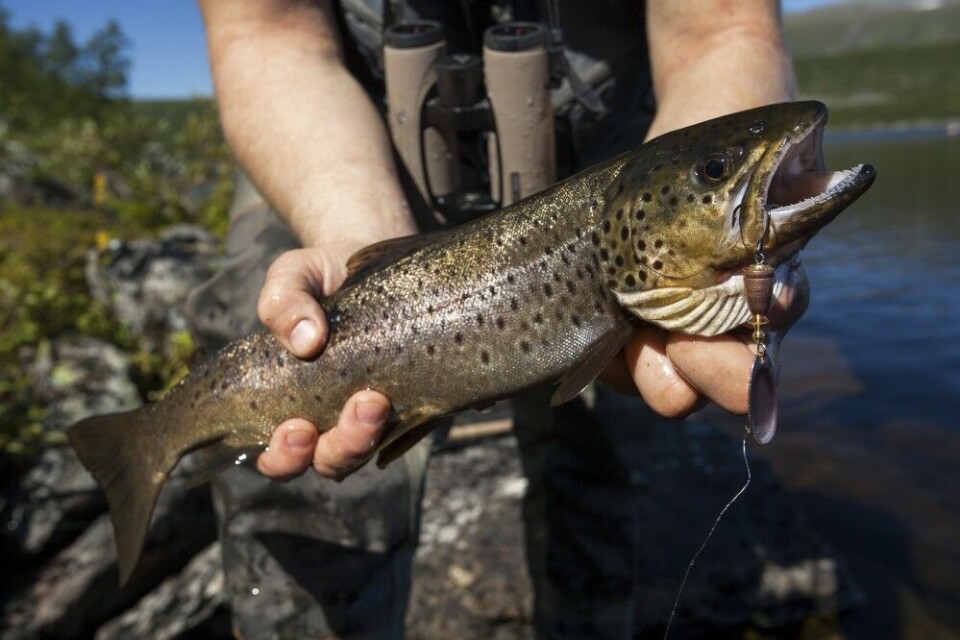 Snittfisk som dette fikk vi mye av første fiskedøgnet. Snittfisk som dette fikk vi mye av første fiskedøgnet.