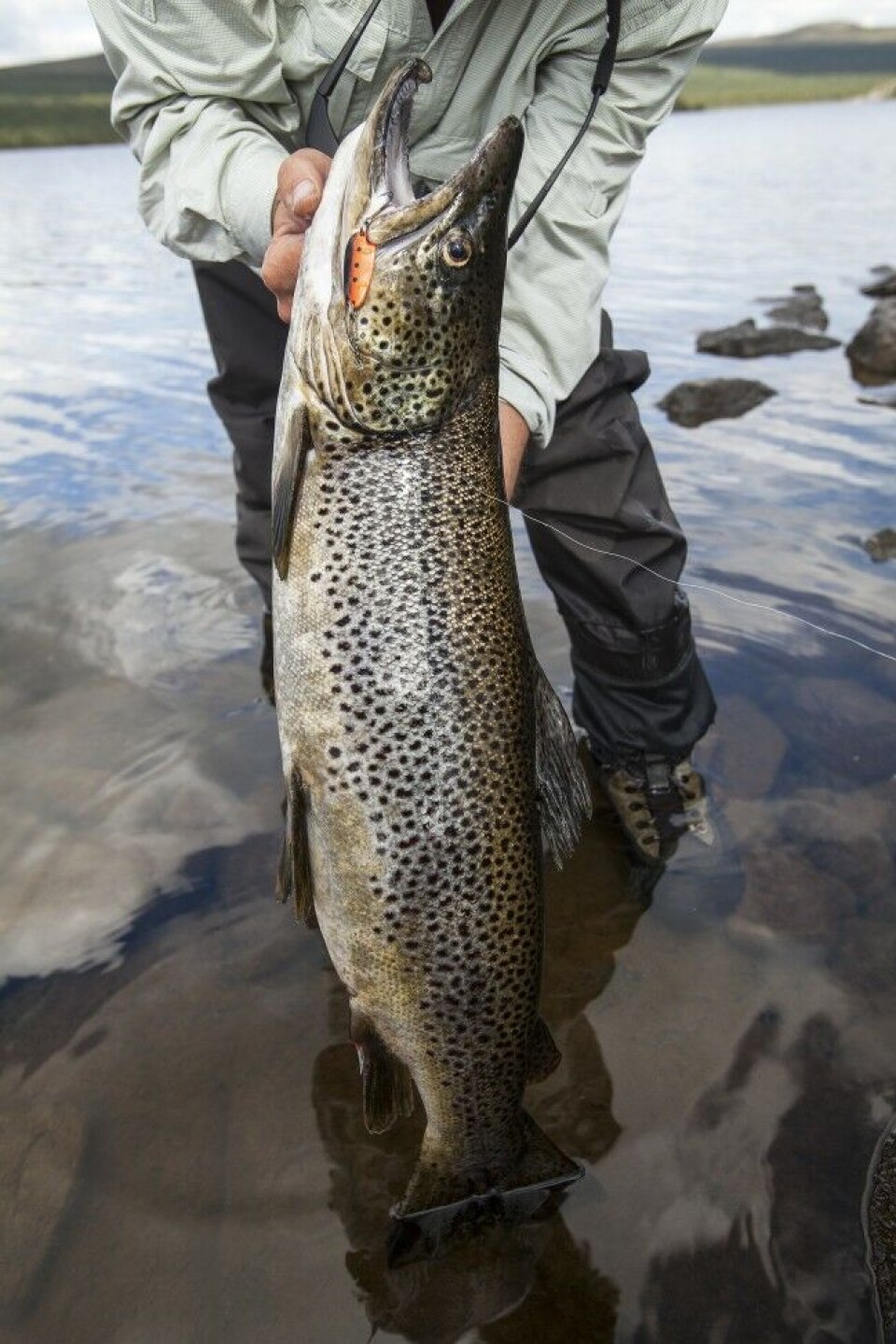 En skikkelig svømmegris på 4,3 kilo ga ny pers! En skikkelig svømmegris på 4,3 kilo ga ny pers!