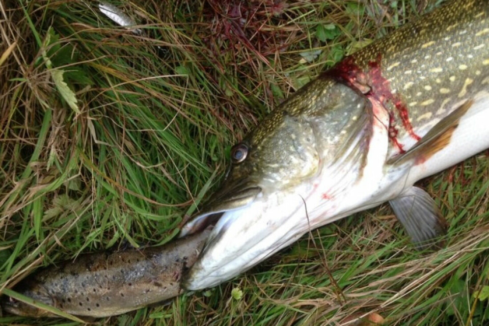 Inge Boge fisket ørret i et vann i Bergen. Så kom denne gjedda (10,5 kg/105 cm) og beit over fangsten. Utrolig nok landet han begge.