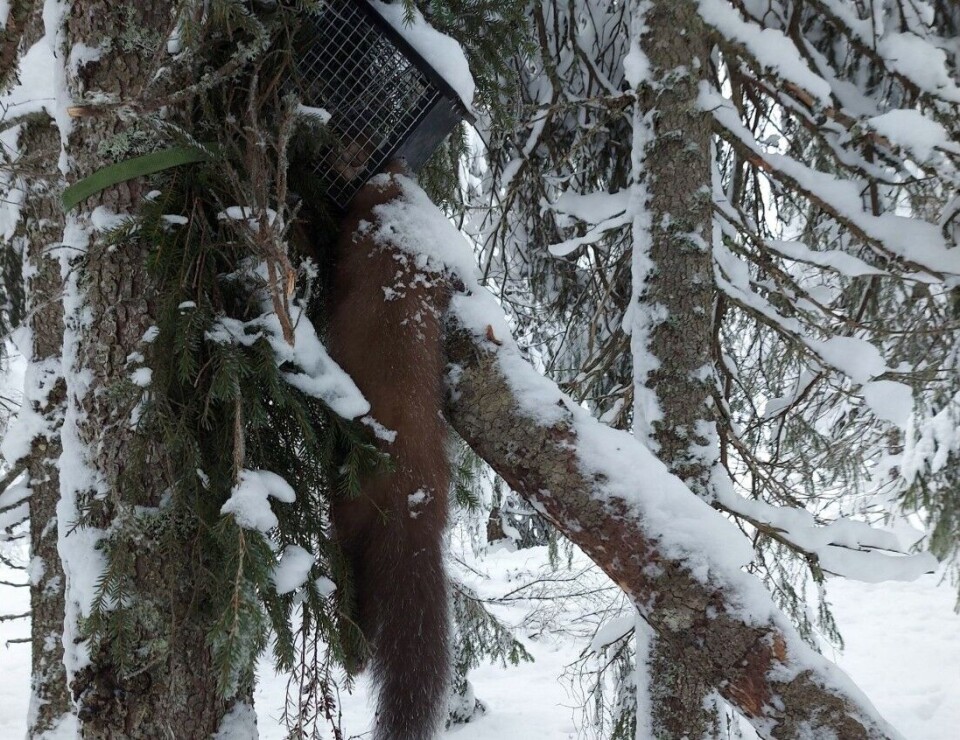 Denne sesongen er det Syningfella (avbildet) og Åsbøfella som blir testet på mårfangst. Begge to er slagfeller, som montert riktig skal avlive viltet momentant. Denne sesongen er det Syningfella (avbildet) og Åsbøfella som blir testet på mårfangst. Begge to er slagfeller, som montert riktig skal avlive viltet momentant.