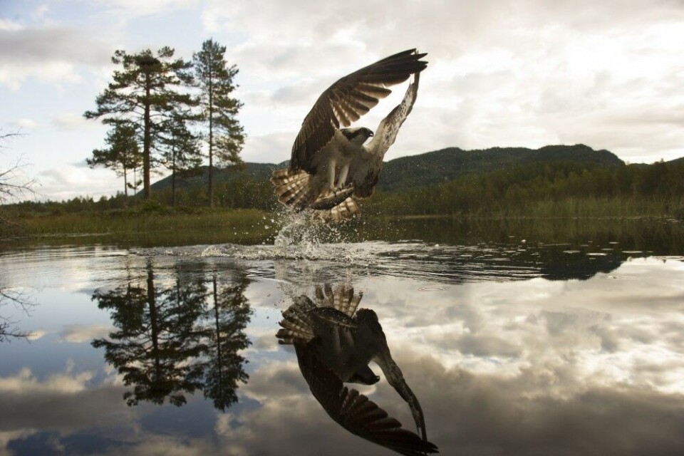Jostein Hellevik ved Dalen Villmarkssenter vant Nordens største fotokonkurranse, Nordic Nature Photo Contest” 2018, med dette fiskeørnbildet. Bilder er tatt med vidvinkel og fjernutløser. Jostein Hellevik ved Dalen Villmarkssenter vant Nordens største fotokonkurranse, Nordic Nature Photo Contest” 2018, med dette fiskeørnbildet. Bilder er tatt med vidvinkel og fjernutløser.
