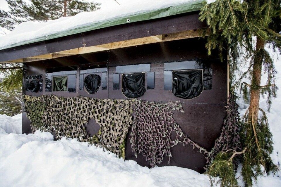 Når Jostein Hellevik lager skjul, så gjør han det skikkelig. Hyttene er isolerte, har gassovn, sluser til å tre objektivene ut gjennom, og små vinduer av sotet pleksiglass, slik at viltet ikke kan se inn gjennom. Les mer på dalenvillmarkssenter.no. Når Jostein Hellevik lager skjul, så gjør han det skikkelig. Hyttene er isolerte, har gassovn, sluser til å tre objektivene ut gjennom, og små vinduer av sotet pleksiglass, slik at viltet ikke kan se inn gjennom. Les mer på dalenvillmarkssenter.no.