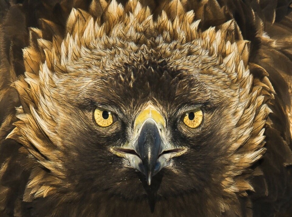 Dette fantastiske bildet av ei kongeørn er tatt i skjul ved åte, hos naturfotograf Leo Larsen i Rogaland. Dette fantastiske bildet av ei kongeørn er tatt i skjul ved åte, hos naturfotograf Leo Larsen i Rogaland.