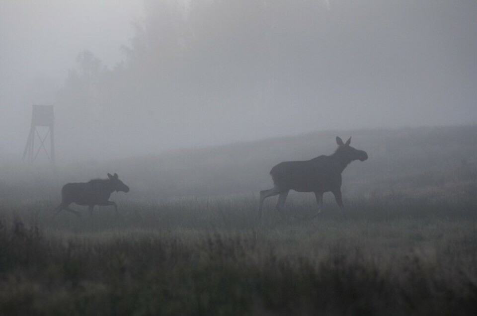 Perfekt hold, men med et ubemannet jakttårn berger kalven pelsen også denne morgenen. Perfekt hold, men med et ubemannet jakttårn berger kalven pelsen også denne morgenen.