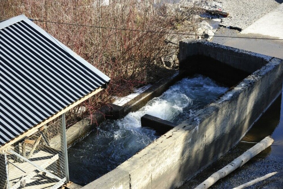 Mellom 600 og 1000 ørret vandrer opp fisketrappa i Hunderfossen. Mellom 600 og 1000 ørret vandrer opp fisketrappa i Hunderfossen.