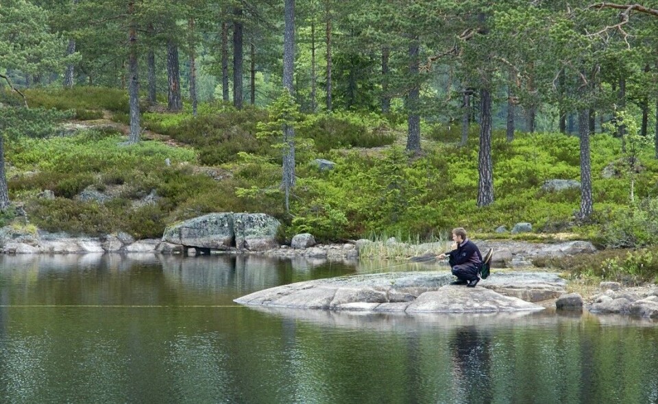 Bynære muligheter