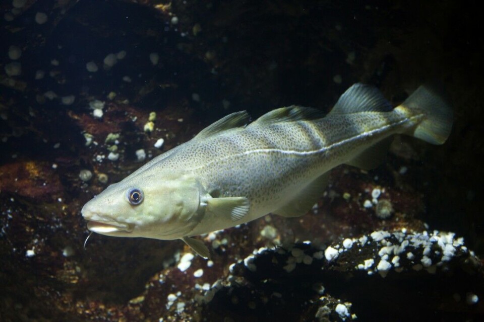 Ved to anledninger i desember ble det trålet opp 100-200 kilo død torskefisk i Vestfjorden i Indre Oslofjord. (Illustrasjonsbilde av Ved to anledninger i desember ble det trålet opp 100-200 kilo død torskefisk i Vestfjorden i Indre Oslofjord. (Illustrasjonsbilde av