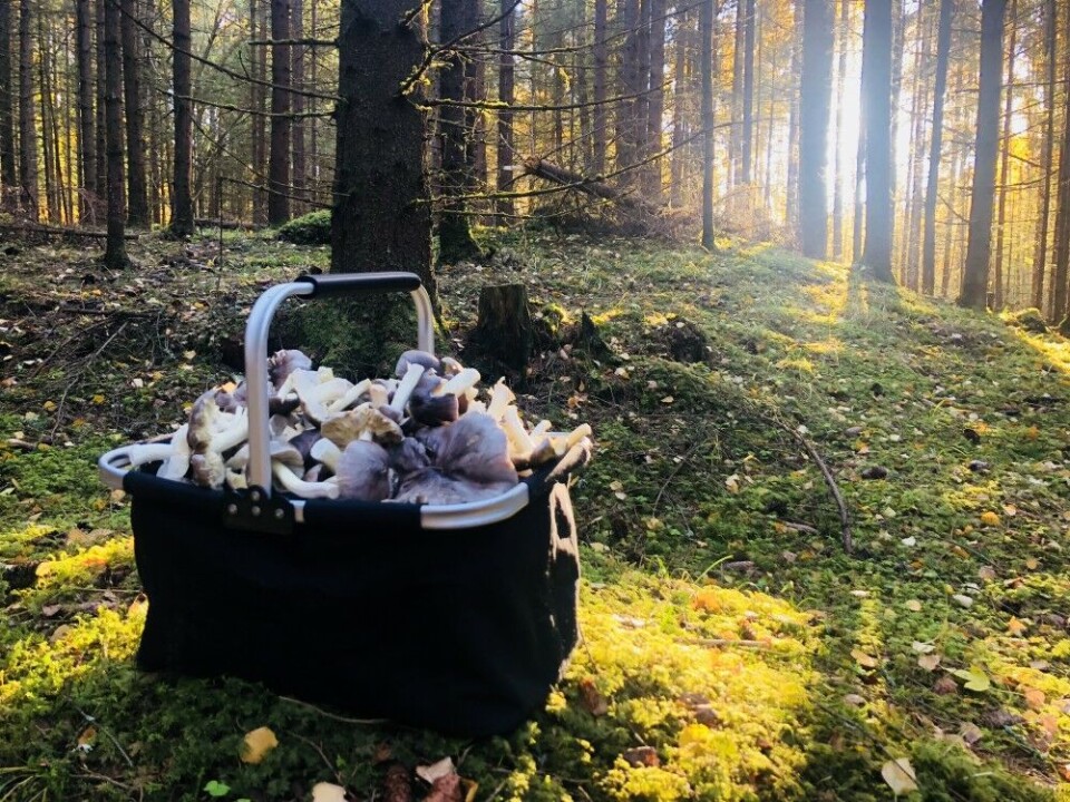 Gråmusserong er kokkens favorittsopp. Sesongen er nå. Gråmusserong er kokkens favorittsopp. Sesongen er nå.