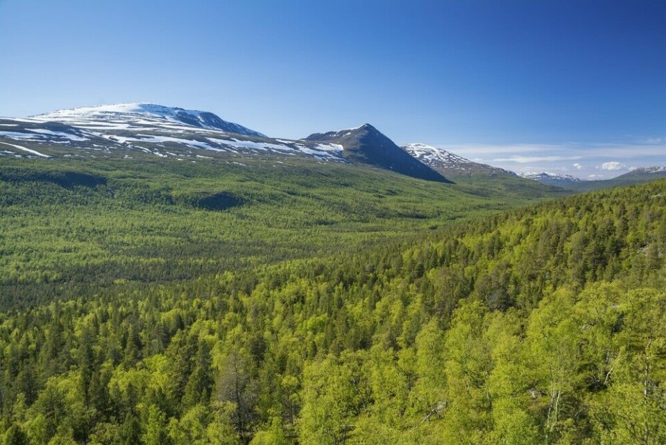 Statskog er grunneier på de store dal- og fjellområdene i Indre Troms, noe som sikrer din adgang til jakt og fiske. Her fra Dividalen.