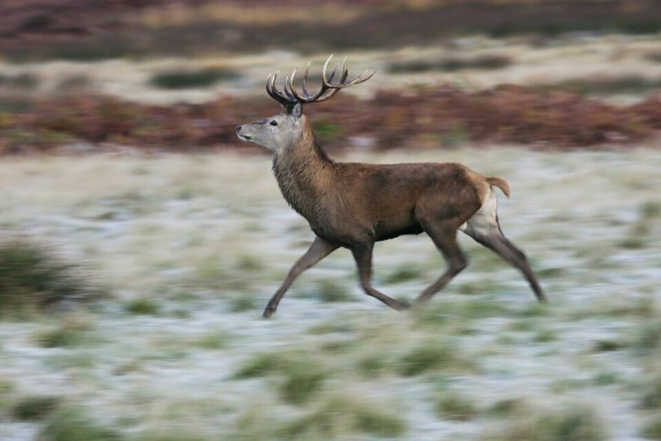 I snitt flykter hjorten 1,7 km etter støkking, ifølge en masteroppgave fra Universitetet i Sørøst- Norge.