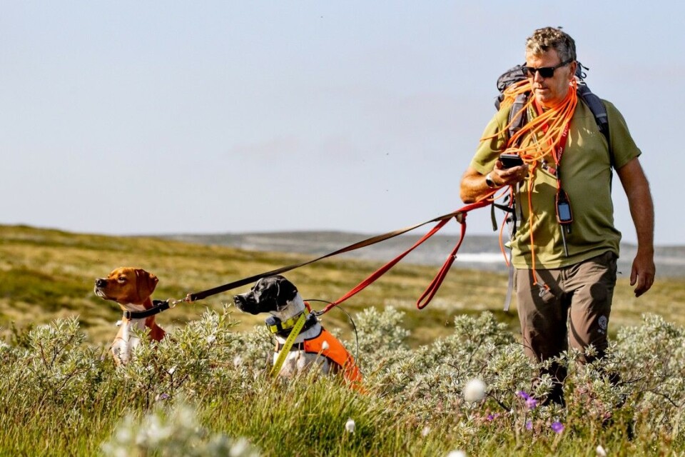 Det var til dels svært godt med fugl i Hovden-området i høst, forteller Olav Schrøder i NJFF Aust-Agder. Det var til dels svært godt med fugl i Hovden-området i høst, forteller Olav Schrøder i NJFF Aust-Agder.