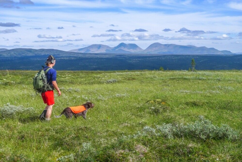 Taksering gjev jeger og hund god trening til jakta, men viktigaste er kunnskap om det er lurt med jaktbegrensingar. Taksering gjev jeger og hund god trening til jakta, men viktigaste er kunnskap om det er lurt med jaktbegrensingar.