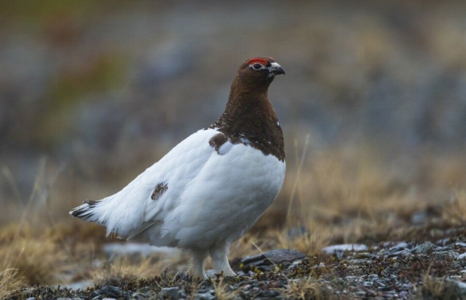 Færre ryper felt av småviltjegere