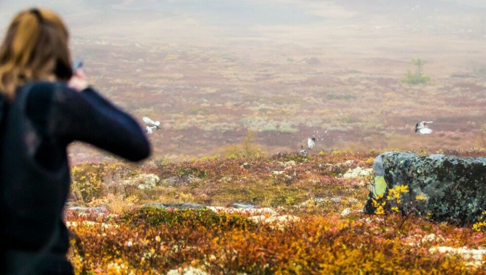 Vi søker opp i høyden og finner et lirypekull. Trygve – utenfor bildet til høyre, feller fuglen i midten. Sekundet etter feller Gina en av fuglene til venstre. Vi søker opp i høyden og finner et lirypekull. Trygve – utenfor bildet til høyre, feller fuglen i midten. Sekundet etter feller Gina en av fuglene til venstre.