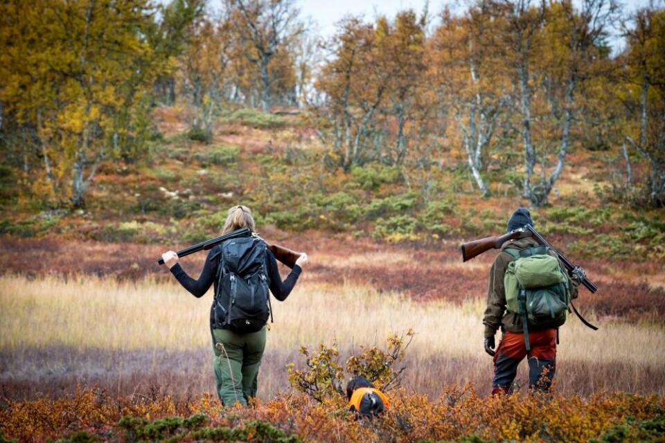 Så ble det altså høst. Ei rype i hvert bein gjør underverker… Så ble det altså høst. Ei rype i hvert bein gjør underverker…