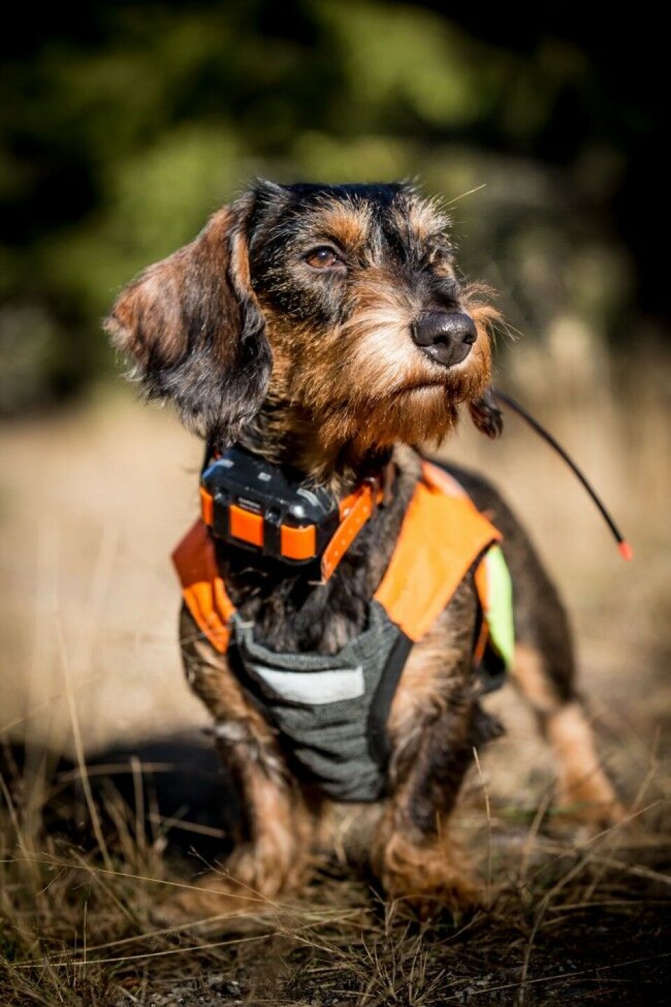 Skogsletta’s BM Ura forsvant fra hundegården hjemme på Tobøl i Eidskog i Hedmark natt til fjerde august. Skogsletta’s BM Ura forsvant fra hundegården hjemme på Tobøl i Eidskog i Hedmark natt til fjerde august.