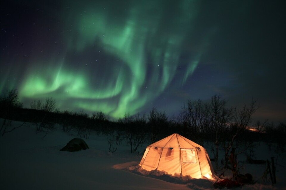 Fra leieren vår i den lune fjellskogen kunne vi beundre nordlyset. Fra leieren vår i den lune fjellskogen kunne vi beundre nordlyset.