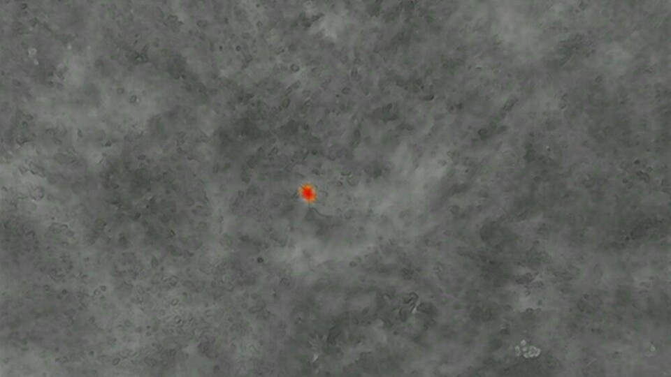 Droneopptak med varmesøkende kamera viser en rådyrkalv i enga.