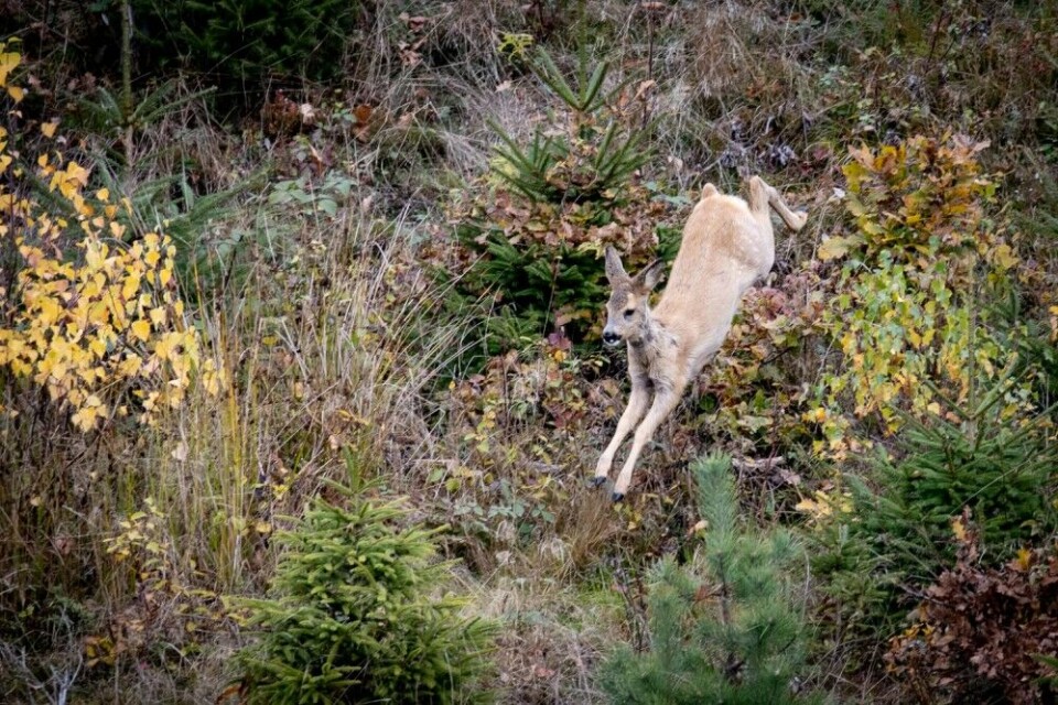 En liten killing kommer hoppende forbi posten… En liten killing kommer hoppende forbi posten…