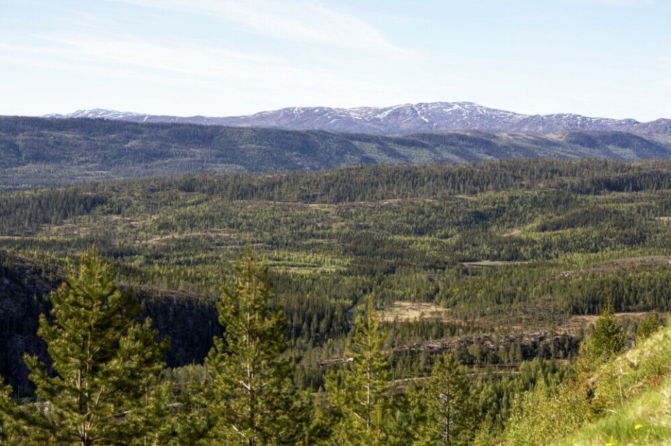 Mange synes å glemme at elgen bruker utmarka etter eget forgodtbefinnende, og bryr seg lite om administrative grenser på et kart. Mange synes å glemme at elgen bruker utmarka etter eget forgodtbefinnende, og bryr seg lite om administrative grenser på et kart.