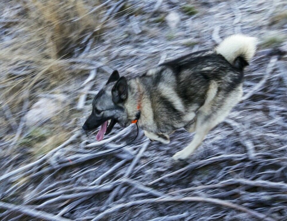 De fleste ønsker løshunder med stor jaktlyst, men uten vett og forstand til å bruke den med fornuft, vil jakta fort bli lite