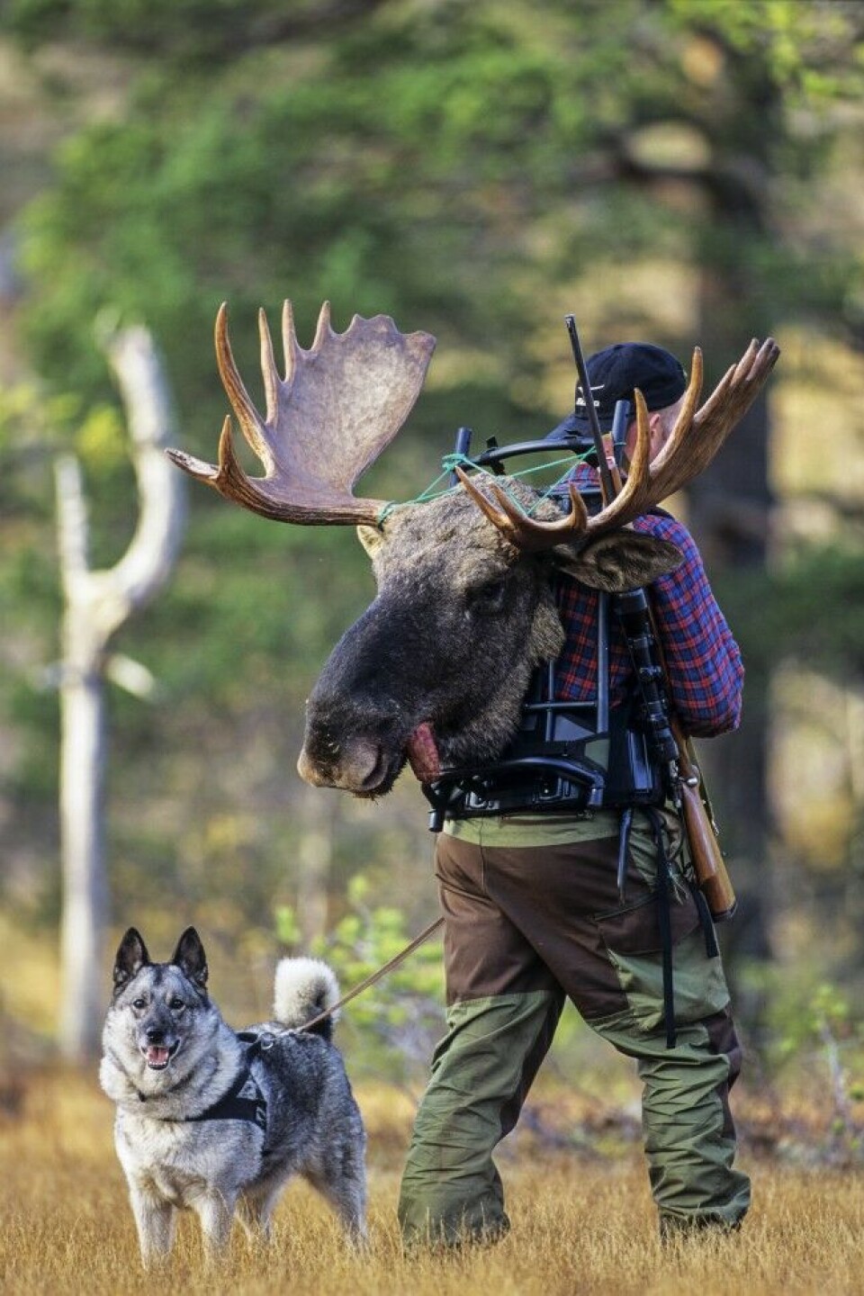 Jakt med løshund vil bestå selv om tettheten av elg går ned. Men det kan bli mer aktuelt med en bandhund/kombihund på laget i områder med økende ulvestamme. Jakt med løshund vil bestå selv om tettheten av elg går ned. Men det kan bli mer aktuelt med en bandhund/kombihund på laget i områder med økende ulvestamme.