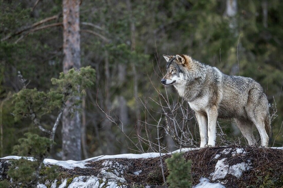 Hittil er det påvist minst 116 ulv i Norge i vinter.