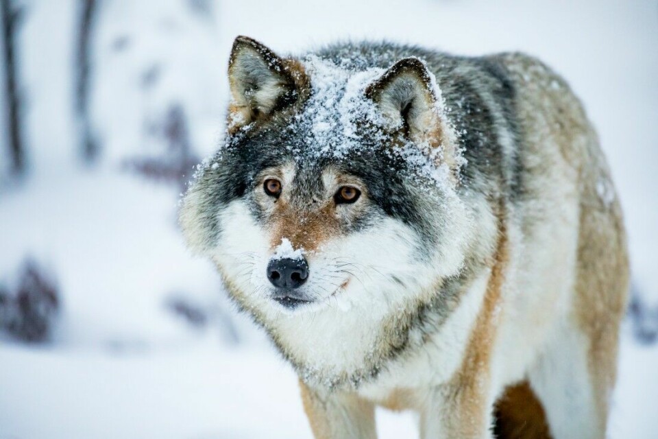 Lisensuttaket av ulv innenfor ulvesonen gikk raskt og effektivt denne vinteren.