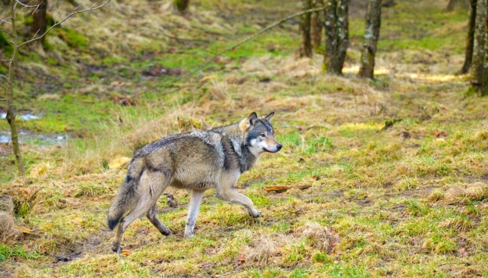 18 ulver er registrert på DNA så langt i sommer, ifølge Rovdata. Illustrasjonsfoto: kjekol/iStockphoto
