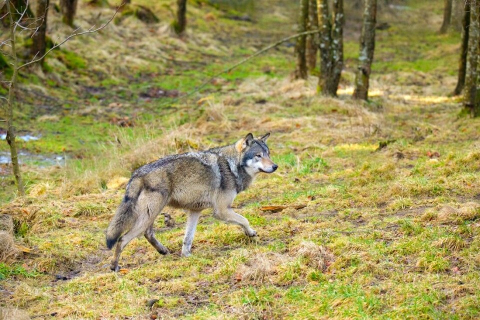 18 ulver er registrert på DNA så langt i sommer, ifølge Rovdata.